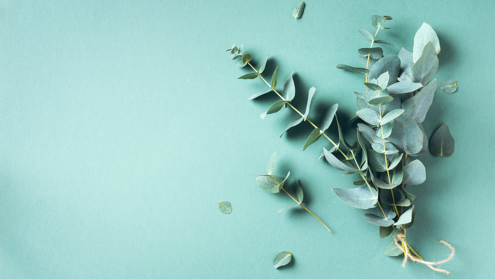 eucalyptus branches